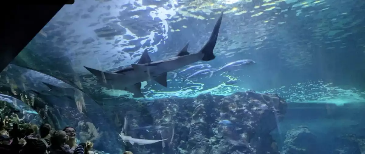 Oceanopolis