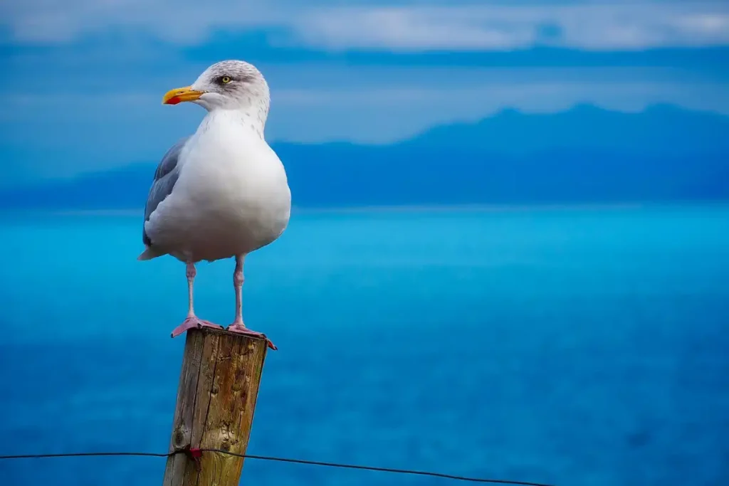 Mouette